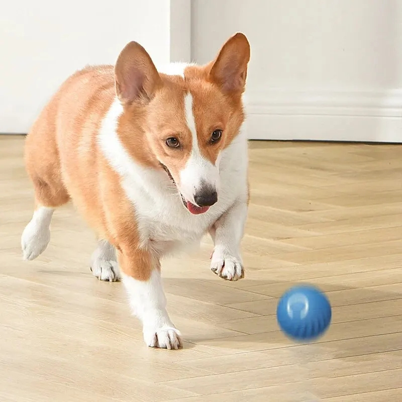 USB Charging Automatic Bouncin - Automatic Moving Dog Ball 评论和价格