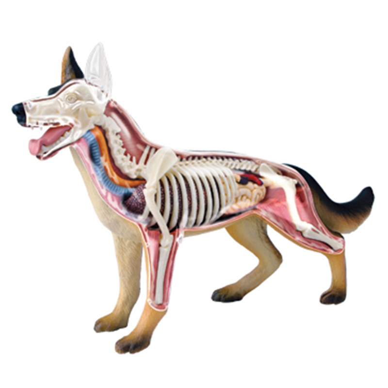 Animal Organ Anatomy Model 4D  - Dog Toys 评论和价格